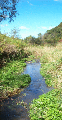 Image of a freshwater stream.