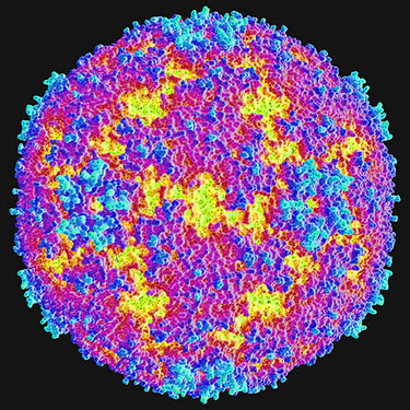 image of the enterovirus