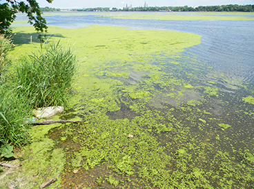 Algal blooms in the Lower Des Plaines River, photo by Cindy Skrukrud