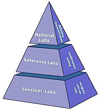 LRN organizational structure